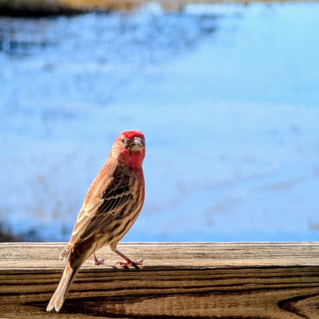 House Fench on a post looking at the camera